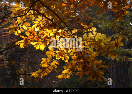 Fagus Sylvatica Herbstfärbung Stockfoto