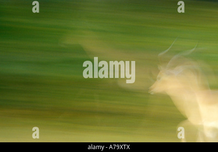 Abstrakte Schuss ein Impala-RAM in Bewegung vor einem grünen Hintergrund Singita Sabi Sand Game reserve Mpumalanga Südafrika Stockfoto