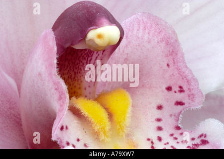 Cymbidium Barlow stieg Cooksbridge Stockfoto