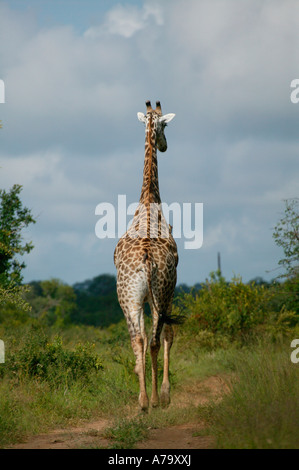 Eine einsame Giraffe zu Fuß entfernt von der Kamera Sabi Sand Game Reserve Mpumalanga in Südafrika Stockfoto