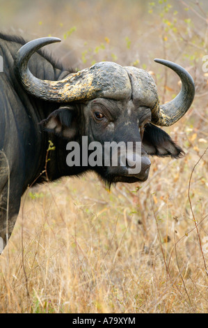 Porträt einer Kaffernbüffel rückblickend über seine Schulter Sabi Sand Game Reserve Mpumalanga in Südafrika Stockfoto