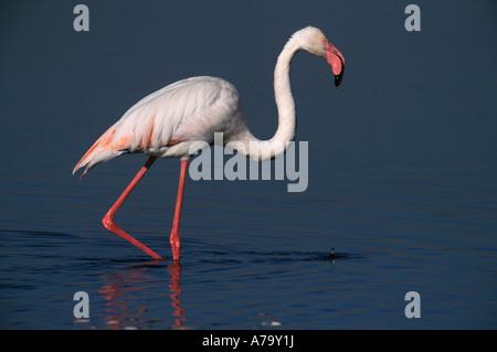 Rosaflamingo waten im Wasser mit ein Tropfen Wasser fallen aus dem Schnabel Johannesburg Gauteng in Südafrika Stockfoto