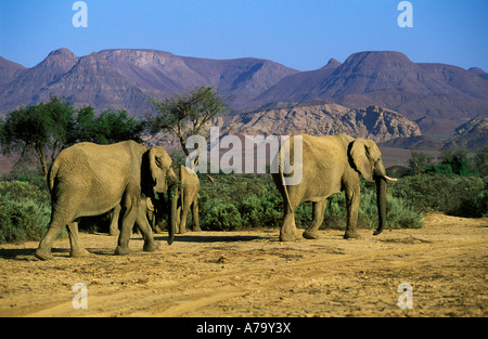 Wüste Elefantenherde zu Fuß entlang des trockenen Flussbettes Huab in Damaraland Huab Fluss Damaraland Namibia Stockfoto