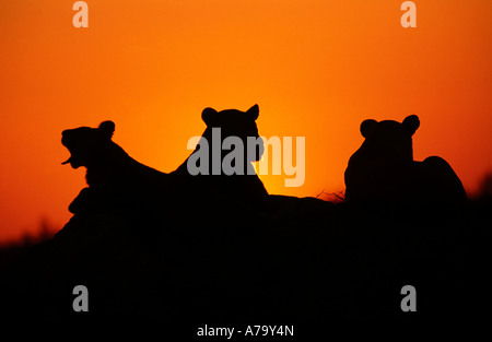 Sonnenuntergang Silhouette des Löwen ruhen auf Termite Mound Duba Plains Okavango Botswana Stockfoto