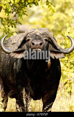 Porträt von einem Cape Buffalo Stier mit einem schlammigen Rücken und den Kopf leicht angehoben, schnuppern Stockfoto