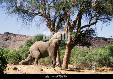 Afrikanischen Elefantenbullen erreichen für Hülsen von Ana Baum Feidherbia Albida Huab Fluss Damaraland Namibia Stockfoto