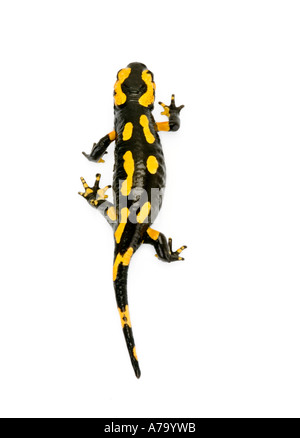 Firesalamander Feuer Salamander Salamandra Salamandra alpine das wahre gehen gehen gehen TOP VIEW Stockfoto