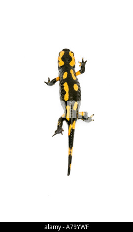 Firesalamander Feuer Salamander Salamandra Salamandra alpine das wahre gehen gehen gehen TOP VIEW Stockfoto