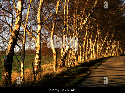 Allee der Silber Birken in der goldenen Sonne Stockfoto