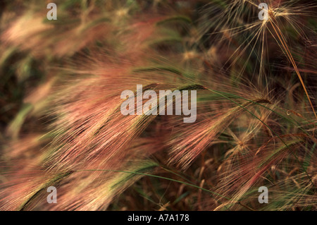 Hordeum Jubatum Squirrel Tail Grass Stockfoto