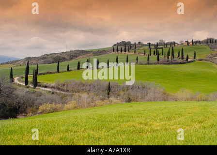 Eine Straße mit Zypressen in einer Wiese Ortschaft La Foce Toskana Italien Stockfoto