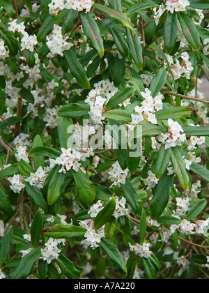 Daphne Bholua Alba blühende Zweige Stockfoto