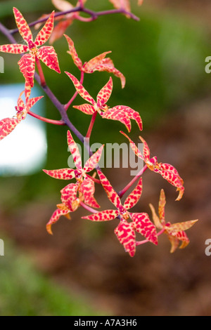 Orchid Renanthera Monachica Philippinen Stockfoto