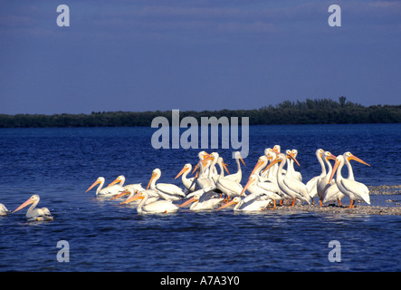 Eine grosse Gruppe von weiße Pelikane waten übernehmen Flug zusammen in eine große Masse in den Everglades Meer Stockfoto