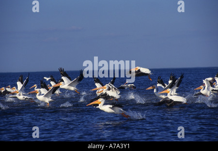 Eine grosse Gruppe von weiße Pelikane waten übernehmen Flug zusammen in eine große Masse in den Everglades Meer Stockfoto