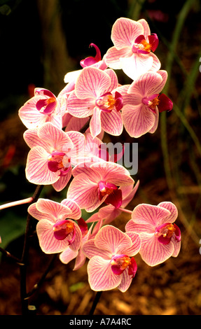 China Shanghai Orchideen Orchideen Blume Blumen Botanischer chinesische Biogarten Stockfoto