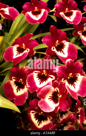 China Shanghai Orchideen Orchideen Blume Blumen Botanischer chinesische Biogarten Stockfoto