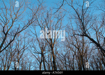 Mount Tom Staat Reservierung. Metacomet Monadnock M M Trail. Das Hotel liegt in Holyoke Massachusetts, USA Stockfoto