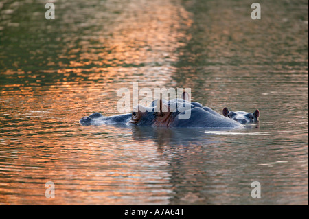 Nilpferd-Mutter und Baby im Wasser mit nur die obere Hälfte des Kopfes überstehenden Sabi Sand Game Reserve Stockfoto