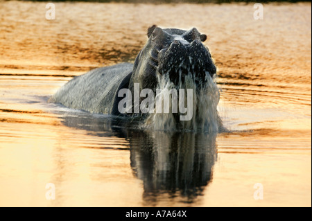 Nilpferd steigt aus dem Wasser mit späten Nachmittag Sonne reflektierenden Golden im Wasser Sabi Sand Game Reserve Mpumalanga Stockfoto