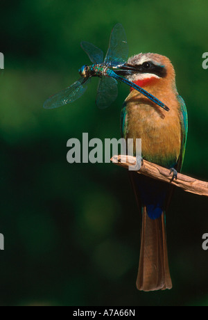 White-fronted Biene-Esser mit einer Libelle im Schnabel Kruger National Park Mpumalanga in Südafrika Stockfoto