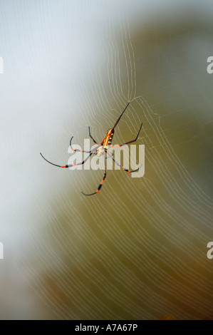 Golden Orb Spinne auf seiner Web-Sabi Sand Game Reserve Mpumalanga in Südafrika Stockfoto