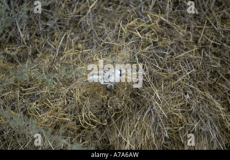 Gesellig Weaver Philetairus Socius auf kommunalen Nest Namibia Stockfoto