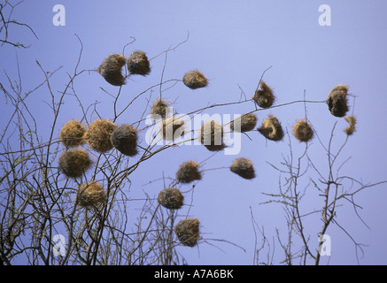 Schwarz begrenzt soziale Weaver Pseudonigrita Cabanisi Nester Stockfoto