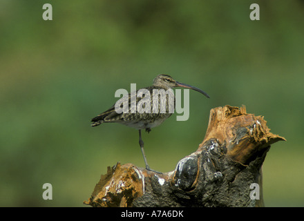 Regenbrachvogel Numenius Phaeopus auf Baumstamm Stockfoto