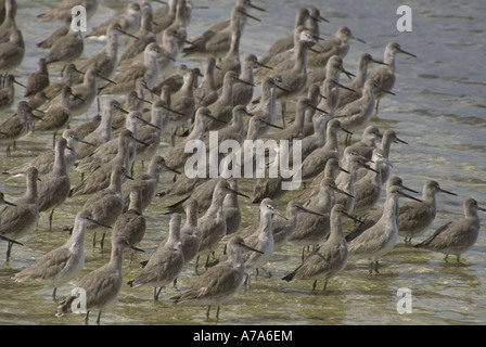 Willet s Catoptrophorus Emipalmatus Herde im flachen Wasser stehend Stockfoto