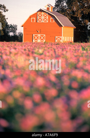 Ländliche Oregon Scheune im blühenden Klee Feld Stockfoto