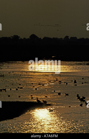 Gemischte Wildfowl Schlafplatz Vögel bei Martin bloße Lancs Sonne reflektiert auf dem Wasser Stockfoto