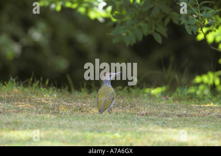 Grün Specht Picus Viridis Juvenile Stockfoto