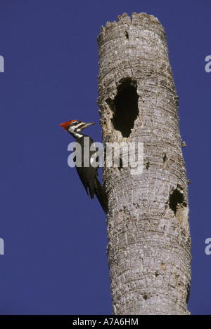 Helmspecht Dryocopus Pileatus auf Baum USA Stockfoto