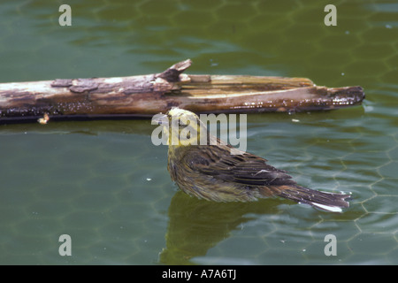 Goldammer Emberiza Citrunella hautnah in Forestry Commission Wasser Tank Baden Stockfoto