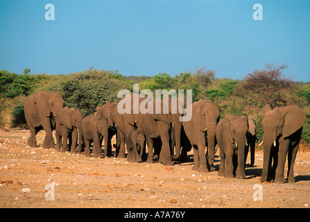 Elefantenherde laufen im Gänsemarsch Etosha Game Reserve Namibia Stockfoto