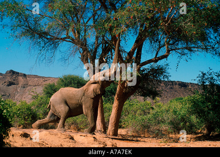 Afrikanischen Elefantenbullen Fütterung auf Hülsen von Ana Baum Huab Fluss Damaraland Namibia Stockfoto