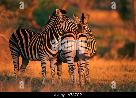 Paar Burchells Zebra Sabi Sand Wildtuin Mpumalanga Südafrika Stockfoto