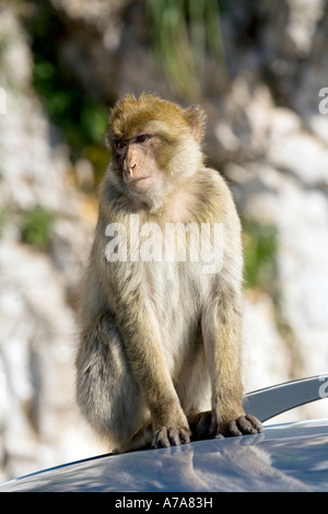 Gibraltar Affe sitzt auf dem Dach Stockfoto
