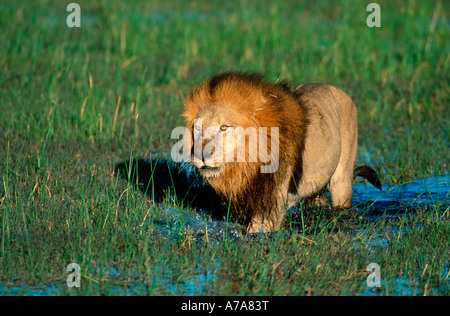 Eine dunkle Mähne männlicher Löwe zu Fuß in einem flachen Sumpfgebiet des Okavango Delta Okavango Delta-Botswana Stockfoto