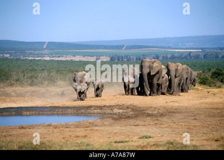 Eine Zucht Herde Elefanten nähert sich einem kleinen Wasserloch vor dem Hintergrund der landwirtschaftlichen Flächen im fernen Hintergrund Stockfoto
