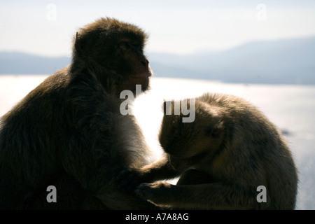 Gibraltar Affen gegenseitige Fellpflege Stockfoto
