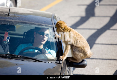 Face Off - ein Gibraltar Affe sitzt auf einem Auto Flügel Spiegel starrte auf den Fahrer und er starrt zurück Stockfoto