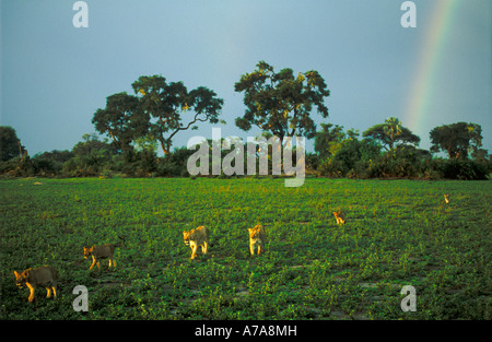 Malerische Aussicht von Pride of Lions zu Fuß über Aue nach Sturm mit Regenbogen Mombo Okavango Delta, Botswana Stockfoto