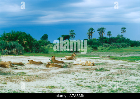 Malerische Aussicht auf Rudel Löwen ruht in offenen Mombo Okavango Delta-Botswana Stockfoto