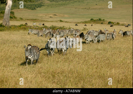 Eine große Herde von Zebra bewegt über die Trockenrasen der Kraterboden Ngorongoro Krater Tansania Stockfoto