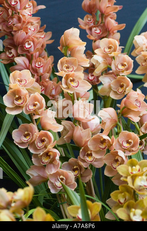Cymbidium-Orchideen Stockfoto