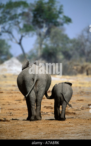 Eine Rückansicht von zwei jungen Elefanten mit Stämmen verbunden Okavango Delta, Botswana Stockfoto