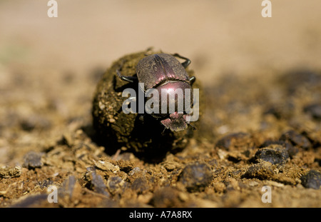 Ein Mistkäfer rollenden Ball Mist Sabi Sand Game Reserve Mpumalanga in Südafrika Stockfoto