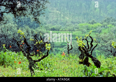 Am Straßenrand Feld und Hügel an einem heißen Sommertag Stockfoto